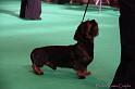 Crufts2011_2 732